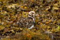 Turnstone (Arenaria interpres) Royalty Free Stock Photo