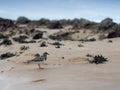 Turnstone bird sand rock beach
