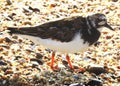 Turnstone common walking fast on the shore of the ocean