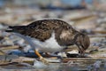 A turnstone on the sandy beach Royalty Free Stock Photo
