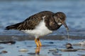 A turnstone on the sandy beach Royalty Free Stock Photo