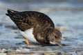 A turnstone on the sandy beach Royalty Free Stock Photo