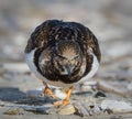 A turnstone on the sandy beach Royalty Free Stock Photo