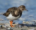 A turnstone on the sandy beach Royalty Free Stock Photo