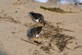 Turnstones on Southwold Beach, Southwold, Suffolk, England, UK Royalty Free Stock Photo