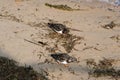 Turnstones on Southwold Beach, Southwold, Suffolk, England, UK Royalty Free Stock Photo