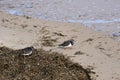 Turnstones on Southwold Beach, Southwold, Suffolk, England, UK Royalty Free Stock Photo