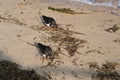 Turnstones on Southwold Beach, Southwold, Suffolk, England, UK Royalty Free Stock Photo