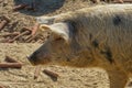 Turopolje Pig in Croatia, Europe