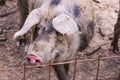 Turopolje Pig in Nature park Lonjsko Polje in Croatia, Europe Royalty Free Stock Photo