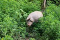 Turopolje Pig in Nature park Lonjsko Polje in Croatia, Europe Royalty Free Stock Photo
