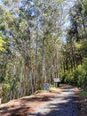 A turpentine grove in Sri Lanka.