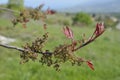 Turpentine Tree Royalty Free Stock Photo