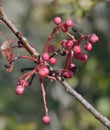 Turpentine Tree Royalty Free Stock Photo