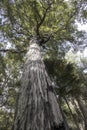 Turpentine Tree
