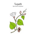 Turpeth operculina turpethum , or fue vao, St. Thomas lidpod, medicinal plant Royalty Free Stock Photo