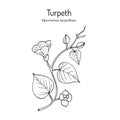 Turpeth operculina turpethum , or fue vao, St. Thomas lidpod, medicinal plant Royalty Free Stock Photo