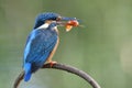 Turqouise bird with big beaks taking live fish in her bills during morning meals, common kingfisher