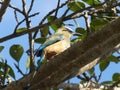 Turquise-browed Motmot, Eumomota superciliosa, nice bird in a tree. Costa Rica (Cropped photo)
