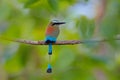 Turquise-browed Motmot, Eumomota superciliosa, portrait of nice big bird wild nature, beautiful coloured forest background, art vi