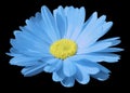 Turquise flower calendula. the black isolated background with clipping path. Closeup. no shadows. light yellow center.