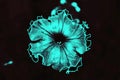 Turquoise abstract flower on a black background.