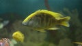 Turquoise Acara in the aquarium close-up.