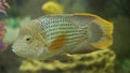 Turquoise Acara in the aquarium close-up.