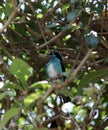 Turquoise Blue and Black Bird Royalty Free Stock Photo