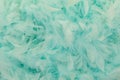 Turquoise blue feathers from a boa Royalty Free Stock Photo