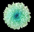 Turquoise-blue flower chrysanthemum, garden flower, black isolated background with clipping path. Closeup. no shadows. blue cent Royalty Free Stock Photo