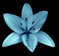 Turquoise-blue flower lily on a black isolated background with clipping path no shadows. Closeup. Royalty Free Stock Photo