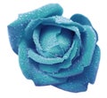 Turquoise-blue rose flower with dew. White isolated background with clipping path. Closeup. no shadows. Royalty Free Stock Photo