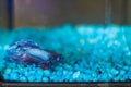 Turquoise and Blue Siamese fighting fish in a home aquarium Beta fish