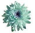 Turquoise-blue-white flower chrysanthemum, garden flower, white isolated background with clipping path. Closeup. no shadows. gre Royalty Free Stock Photo