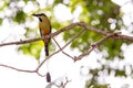 Turquoise-browed Motmot Royalty Free Stock Photo