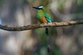 Turquoise-browed Motmot in Costa Rica Royalty Free Stock Photo