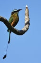 Turquoise-browed motmot Royalty Free Stock Photo