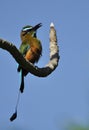 Turquoise-browed motmot Royalty Free Stock Photo