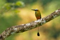 Turquoise-browed motmot - Eumomota superciliosa also Torogoz, colourful tropical bird Momotidae with long tail, Central America Royalty Free Stock Photo