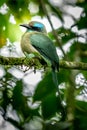 Turquoise-browed motmot - Eumomota superciliosa Royalty Free Stock Photo