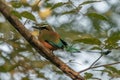 Turquoise-browed motmot - Eumomota superciliosa Royalty Free Stock Photo