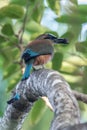 Turquoise-browed motmot - Eumomota superciliosa Royalty Free Stock Photo