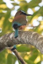 Turquoise-browed motmot - Eumomota superciliosa Royalty Free Stock Photo