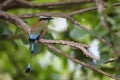 Turquoise-browed Motmot - Eumomota superciliosa Royalty Free Stock Photo