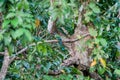 Turquoise-browed motmot Eumomota superciliosa , the national bird of El Salvador. National park El Imposible, El Salvad