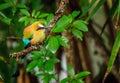 Turquoise-browed motmot Royalty Free Stock Photo