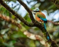 Turquoise-browed motmot Royalty Free Stock Photo