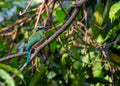 Turquoise-browed Motmot (Eumomota superciliosa) in San Salvador, El Salvador