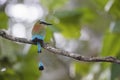 Turquoise-browed Motmot - Eumomota superciliosa Royalty Free Stock Photo